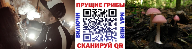 закладки  OMG ссылка  Псилоцибиновые грибы MAGIC MUSHROOMS  Бердск 